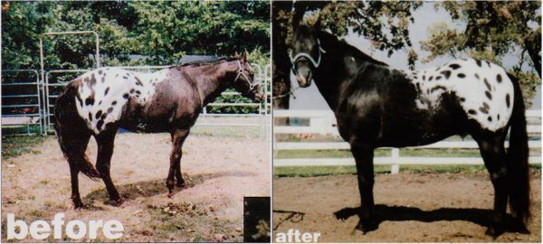 Black-As-Knight - Image 6